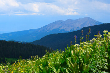 Obraz premium landscape with flowers