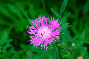 thistle flower