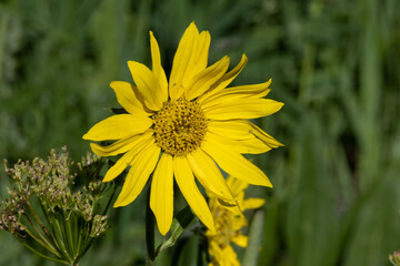 yellow dandelion flower