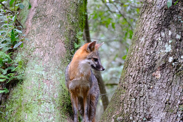 red fox in the woods