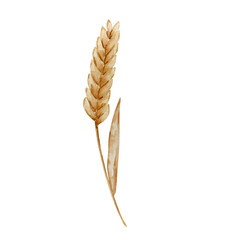 Watercolor autumn spikelet of wheat