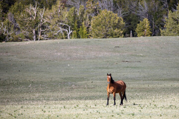 Bay mare wild horse in morning golden hour sunlight in the Pryor mountains of the western United States