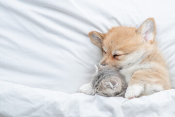 Cozy Pembroke Welsh corgi puppy hugs tiny tabby fold kitten under white warm blanket on a bed at home. Top down view. Empty space for text