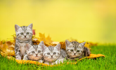 Group of cats lying together on  green grass under autumn leaf. Empty space for text