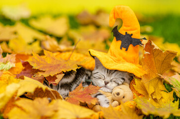 Funny kitten wearing hat for halloween sleeps and hugs toy bear on autumn leaves