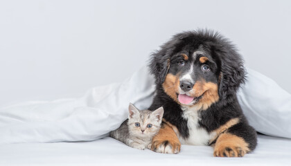 Young bernese mountain dog puppy and tiny kitten lying together under warm white blanket on a bed at home. Empty space for text