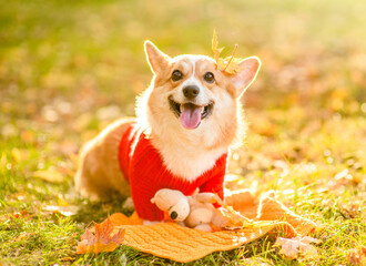 Happy Pembroke welsh corgi wearing warm knitted sweater sits at autumn park with autumn leaf on it head in sunset and hugs toy bear