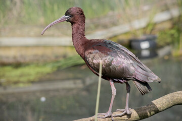 this is a side view of a glossy ibis standing on a branch