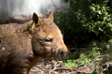 the hairy nosed wombat has a brown body brown eyes and a hairy nose