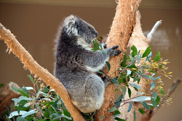 the koala is a grey marsupial with white fluffy ears that climbs trees