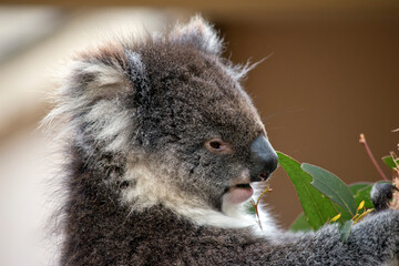 the koala is a grey marsupial with white fluffy ears