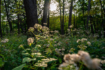 wild flower after dawn under sunshine in the forest