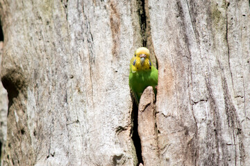 the female parakeet is perched on the side of a tree