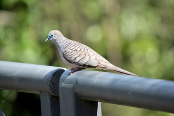The upper body is mainly brown-grey, with dark barring. The head and lower throat is a softer grey, with dark scallops.