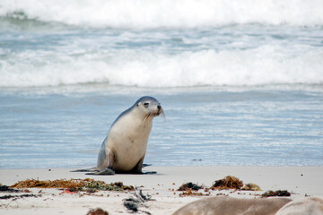 the sea lion  is grey on top and white on his  bottom to protect him while he is in the water