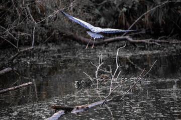 a heron flying in a swamp