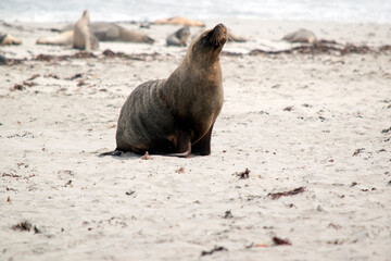 the male sea lion is all grey with a little black