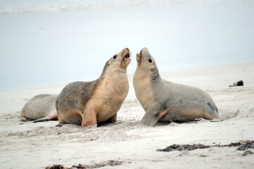 the sea lion pups are grey on the top and white on its bottom