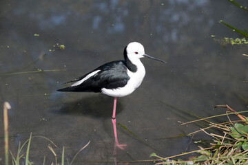 the black winged stilt is a black and white waterbird