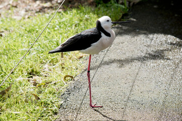 this is a side view of a black necked stilt