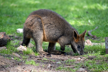 the jjoey swamp wallaby has a grey body with a cream chest and tip to its tail and black paws