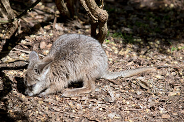 the joey wallaby is exploring his surroundings