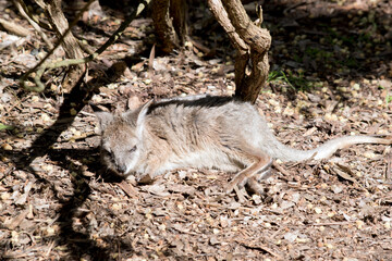 Naklejka na ściany i meble the joey wallaby is grey with tan arms and legs