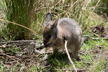 the joey tammar wallaby is mainly grey with tan arms and head