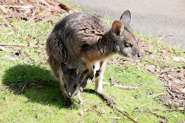 thee tammar wallaby is grey with tan legs, paws and forehead