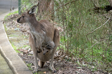 the westen grey kangaroo is mainly brown with a white chest and long tail and black tip