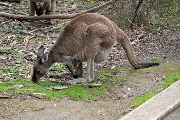 the western grey kangaroo is eating grass