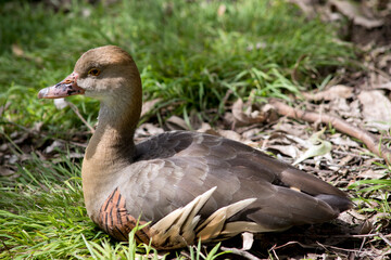the plumed whistling duck is many shades of brown and tan with a pink bill