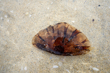 A jellyfish washed up on the beach 