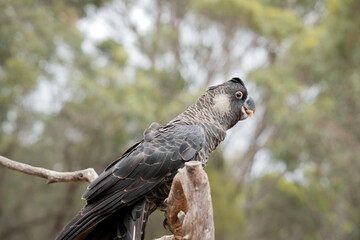 the white tailed black cockatoo is on a perch eating a nut
