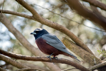 the woodswallow is mainly grey and pink underside and a white brow