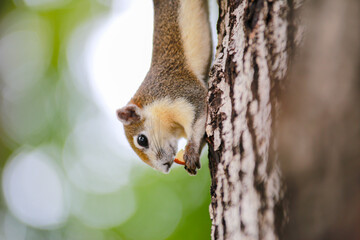 The squirrel on the tree is eating delicious food.