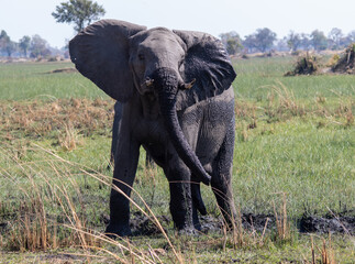 African elephant herd play in the mud to cool down