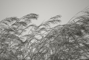 Soft and blurred grass flowers in aesthetic nature of early morning misty sky background. Quiet and calm image in minimal zen mood. Autumn and winter nature background in black and white.