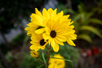黄色い花