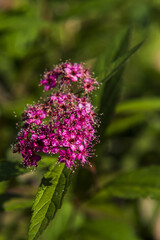 pink flowers on the plant