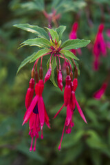 fuchsia flowers bloomed in garden