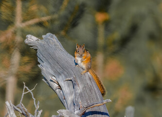 Chipmunk on a tree 