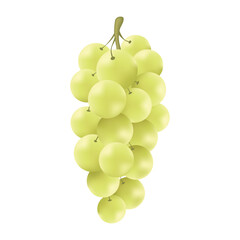 White grape realistic illustration vector