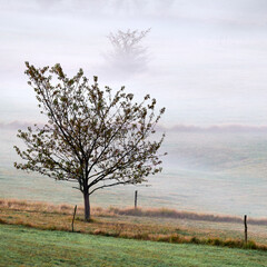 tree in the field on a foggy morning