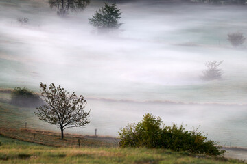 Tree in the morning fog.