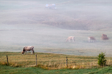 cows in the field and a foggy morning