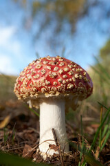 Amanita muscaria, a red fungus in the wood