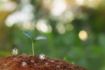 Pumpkin seedlings grow from fertile ground and have technology icons about minerals in the soil suitable for crops	