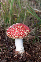 Amanita muscaria, a red fungus in the wood