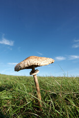 Mushroom in the grass.